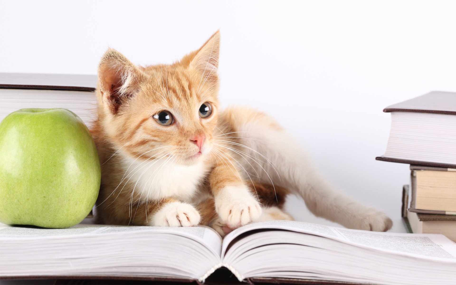 cat apple book look kittens animals eyes feline