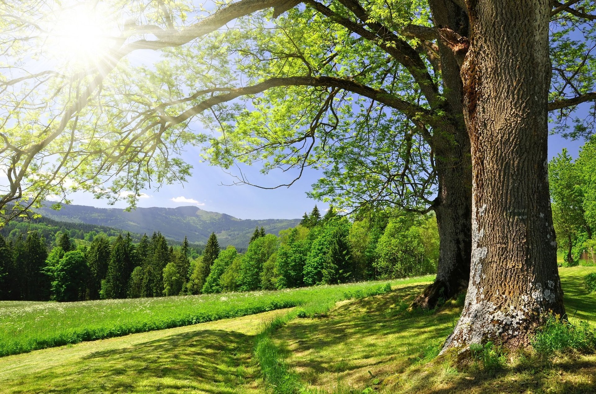 country road beautiful landscape stovbur forest trees landscape beautiful greens grass branches the sun shine the rays of the sun shadow mountains summer