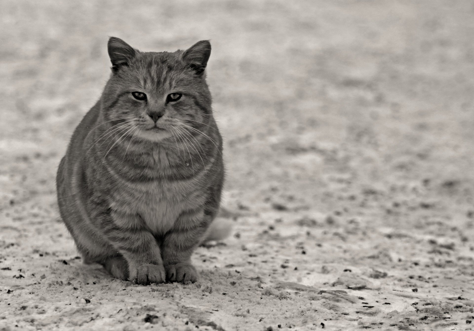 chat vue pattes animaux félin gris asphalte laine moustache