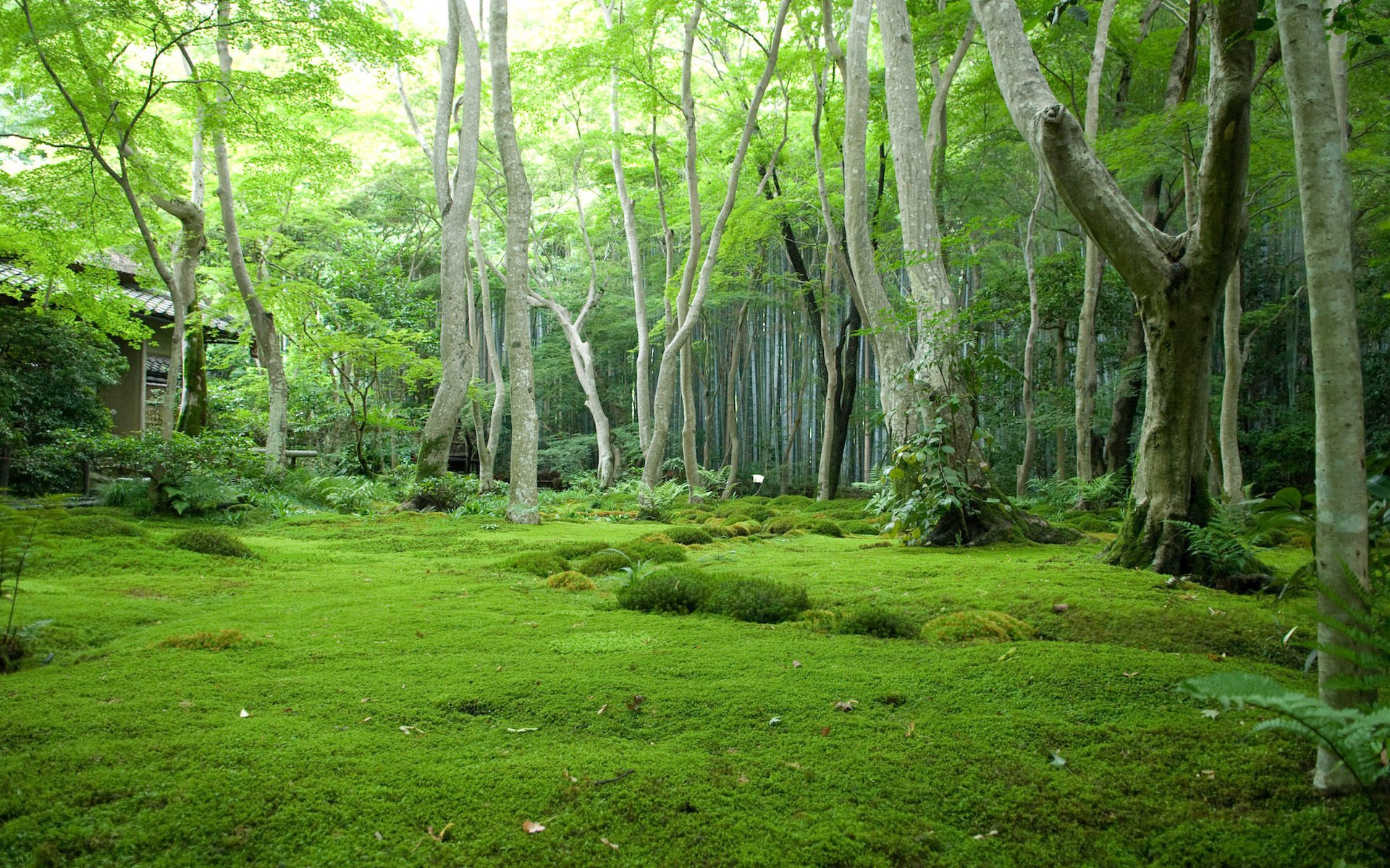 japón árboles claro bosque matorrales clima vegetación musgo hierba casa arbustos humedad