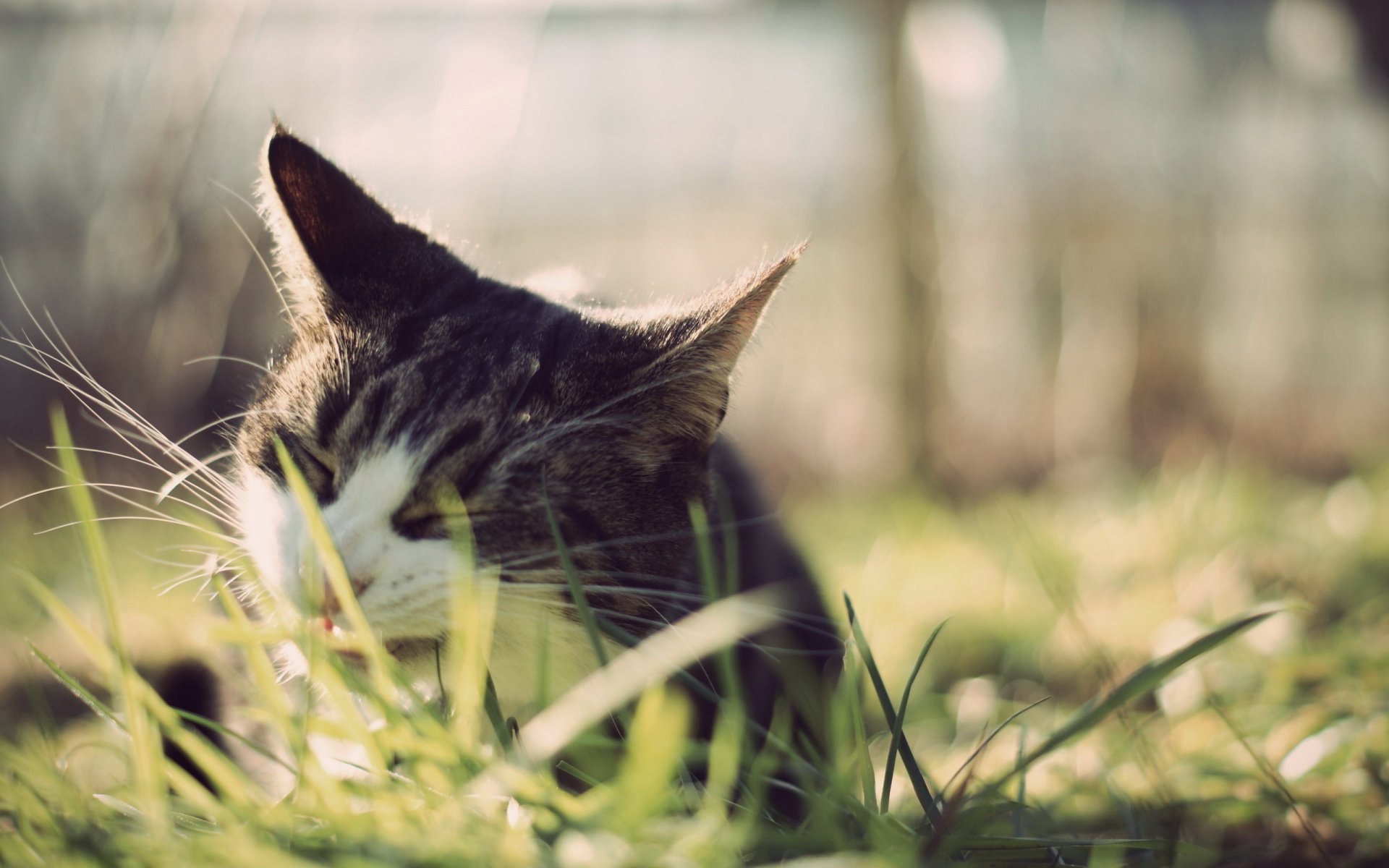 cat chews mustache ears yum-yum grass animals feline