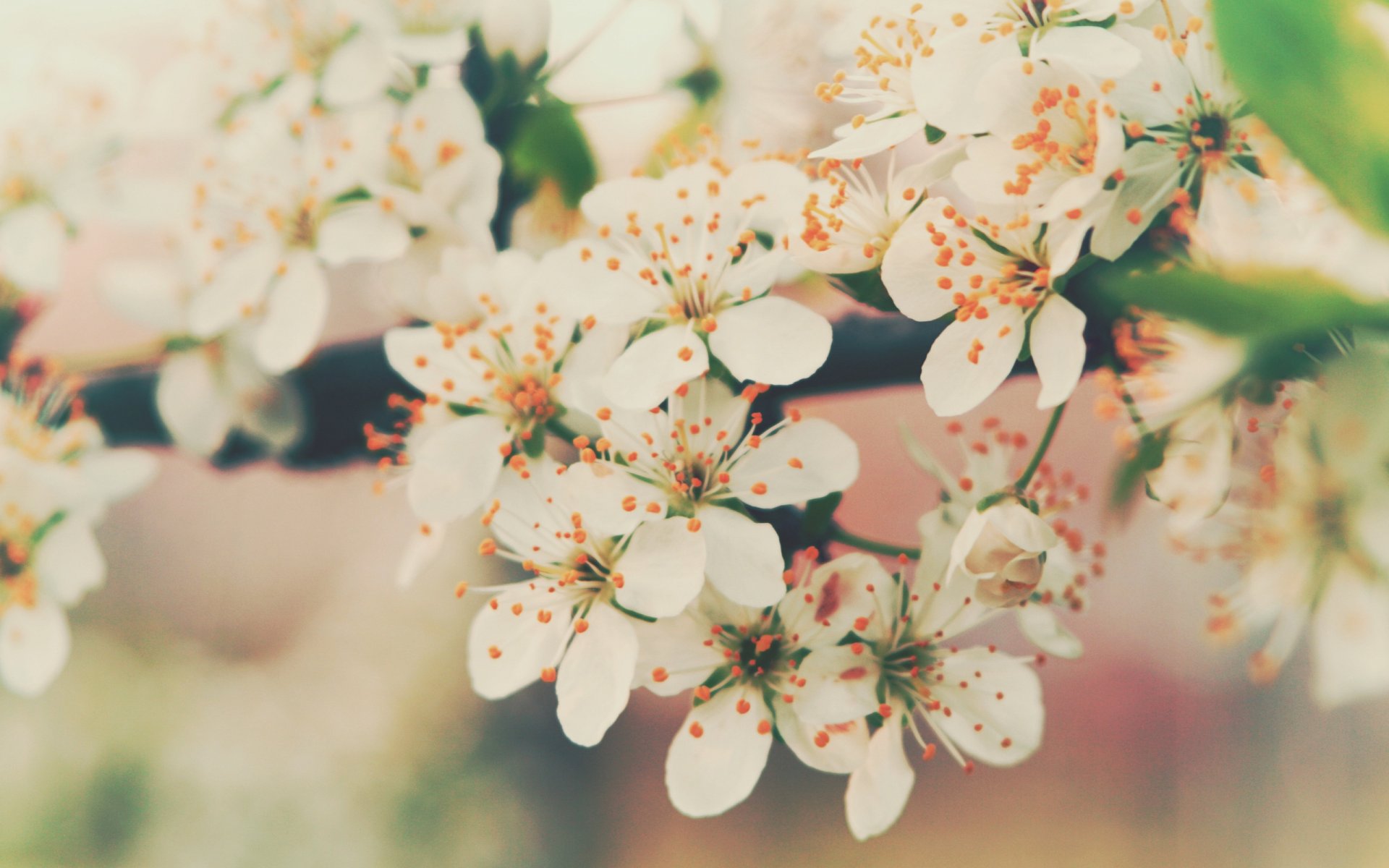 flowering flowers cherry petals color branch tenderness spring