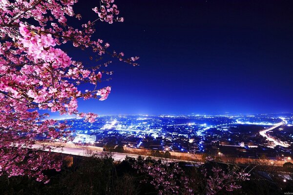 Sakura sullo sfondo della metropoli moderna notturna