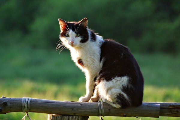 A cat with a wild look is sitting on the fence