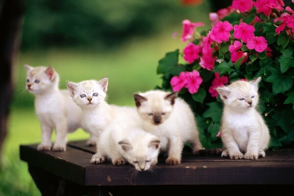 Siamese kittens at the flowers on the table