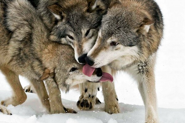 Pack of wolves playing in the snow