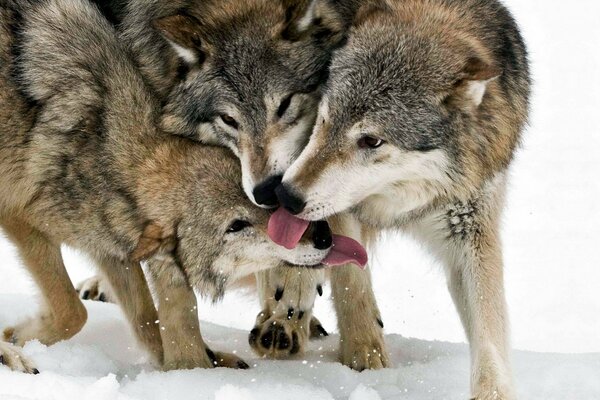 Свора волков играет на снегу