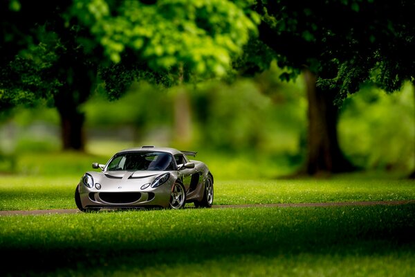 A toy car in a real forest