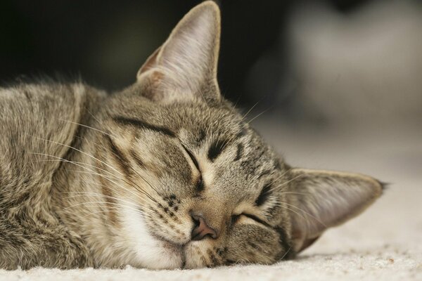 Gatto grigio che dorme con la faccia premuta contro il Palazzo