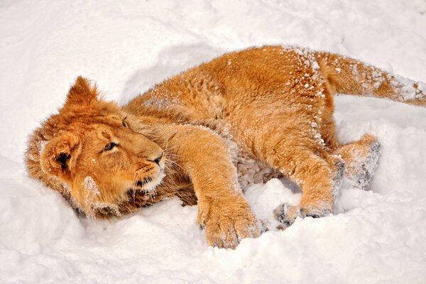 The lion cub is lying on the white snow