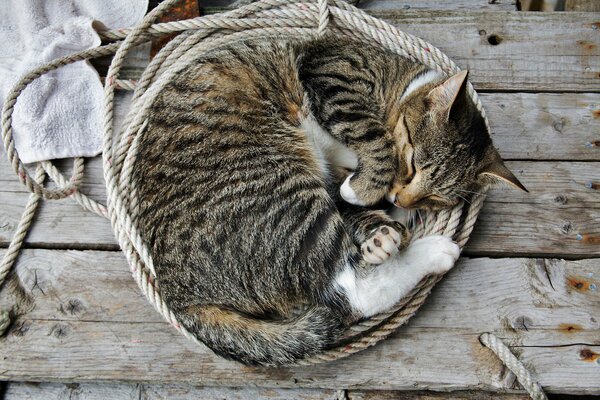 El gato duerme acurrucado por un glomérulo en una madeja de cuerda