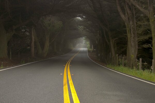 Der Weg zum dunklen Tunnel von Bäumen