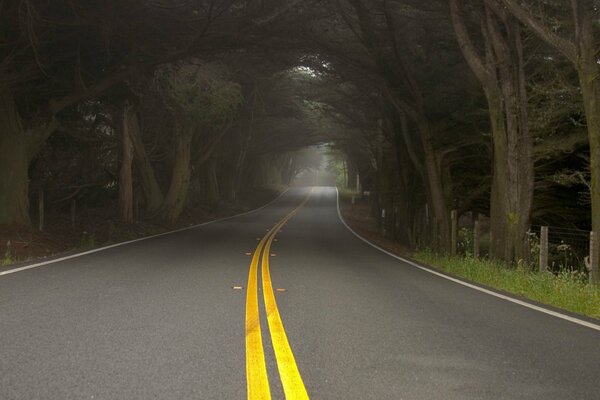 Camino al túnel oscuro de los árboles