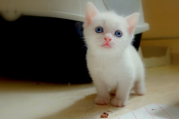 Chaton blanc avec des yeux bleus