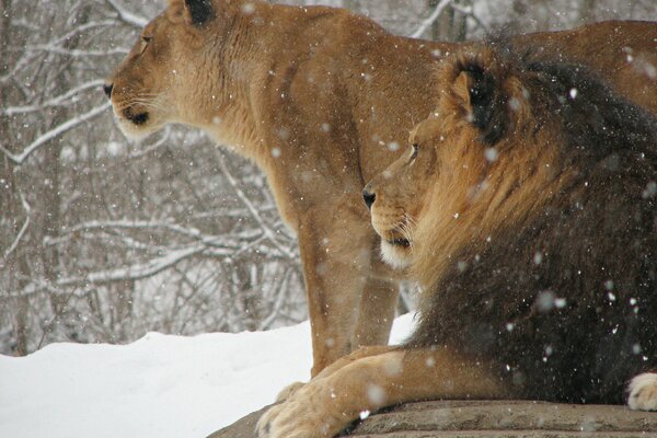 A lion and a lioness are resting in winter