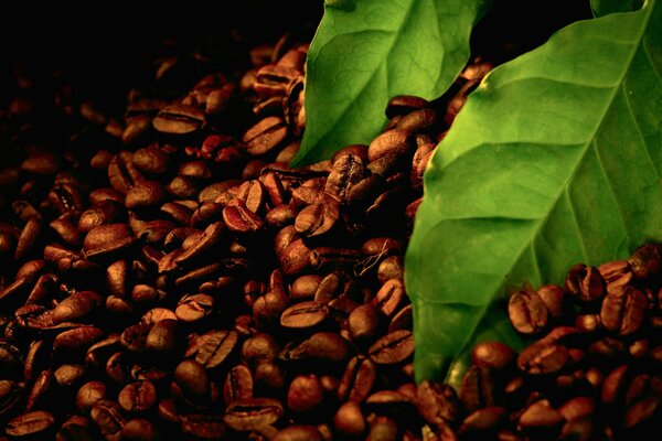 Ziarna kawy i liście kawy w makro