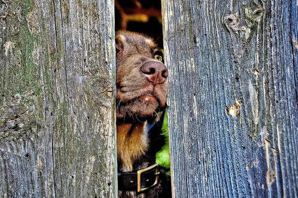 Cane con collare che guarda oltre la recinzione