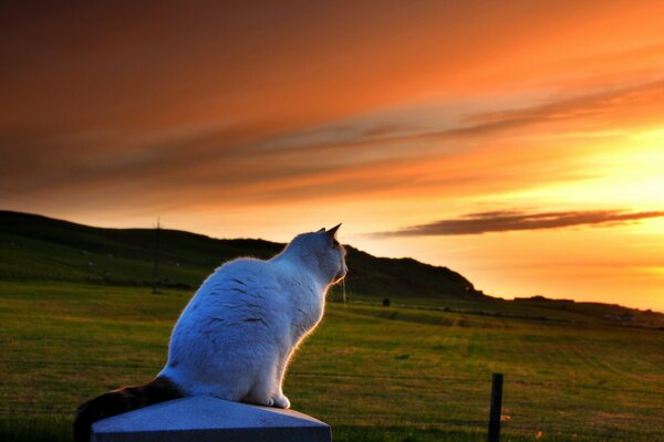 Gato en el fondo de montañas, puesta de sol y campos