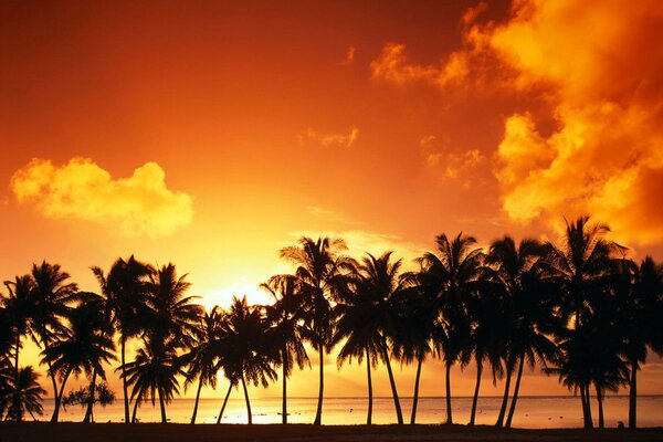 A sunny sunset and palm trees are standing