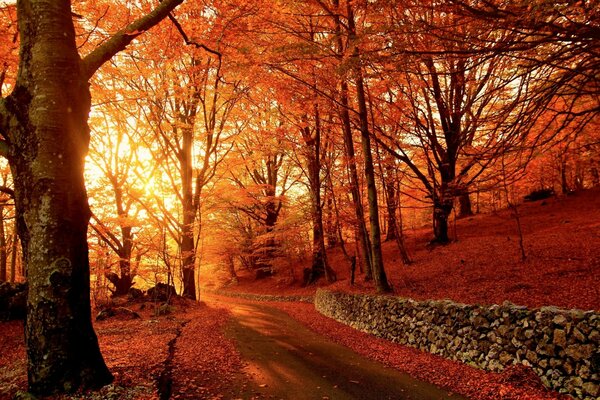 Roter Park im Herbst im Hintergrund des Sonnenuntergangs