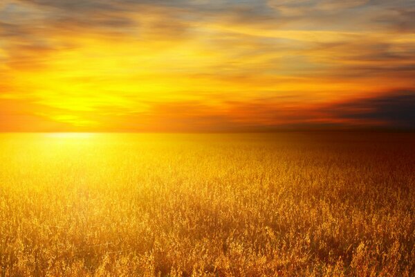 Campi di grano al tramonto soleggiato