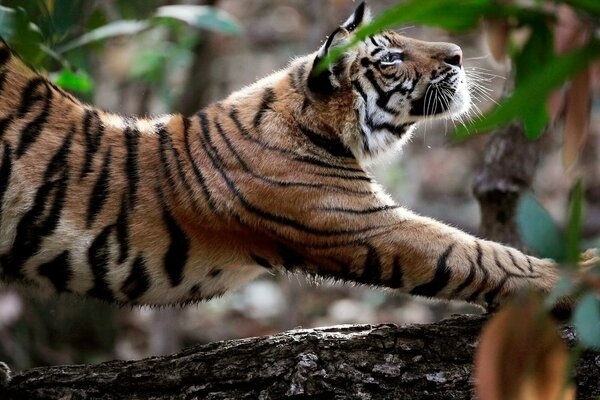 Tiger hat den Rücken an einem Baum gekrümmt