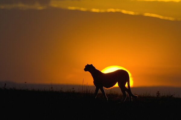 Silhouette eines Geparden im Gegenlicht des Sonnenuntergangs