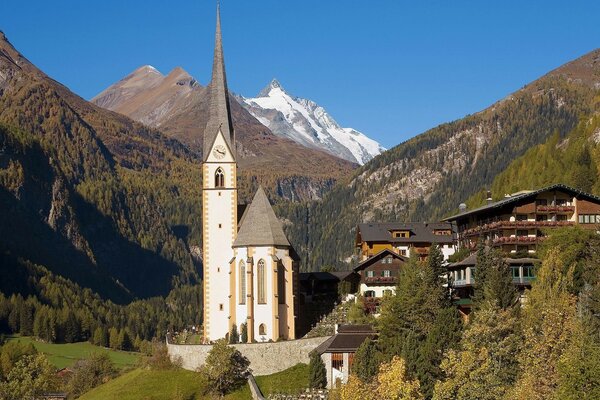 Árboles en los Alpes en Austria