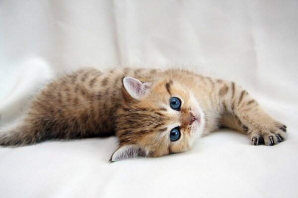 Purebred kitten on a white sheet