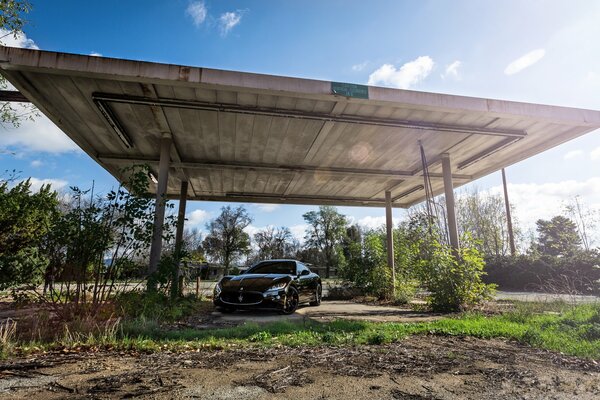 Maserati nella natura in piedi sotto un enorme baldacchino