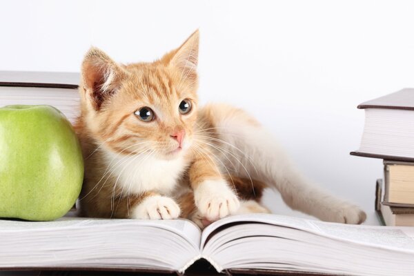 A cat with an apple is lying on an open book