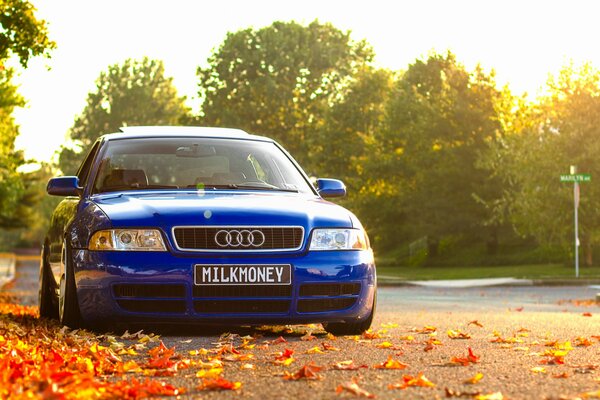 Un Audi de color azul sobre un fondo de follaje seco