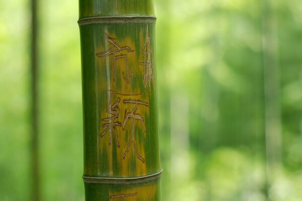 Bamboo stem with a carved hieroglyph