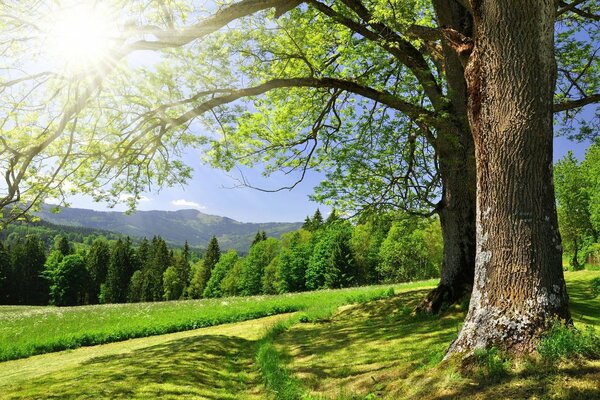 Paysage avec une route de campagne près d un arbre