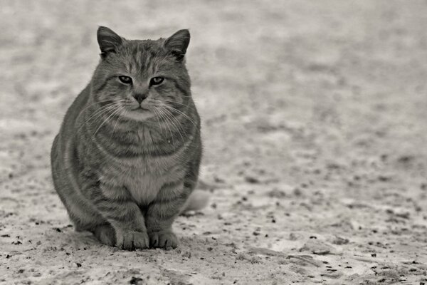 Gato solitario sentado en la arena gris