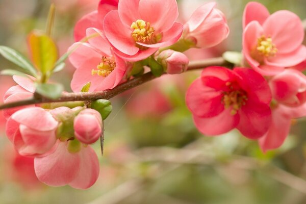 A plant blooming with pale pink flowers