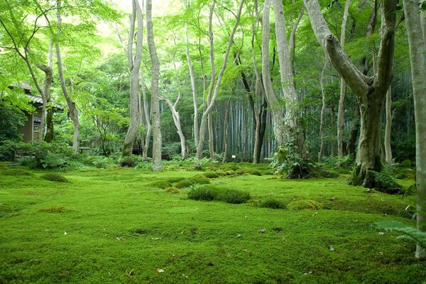 Bosque verde japonés con cabaña