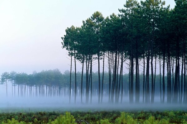 Kiefern im Morgengrauen in Nebel gehüllt