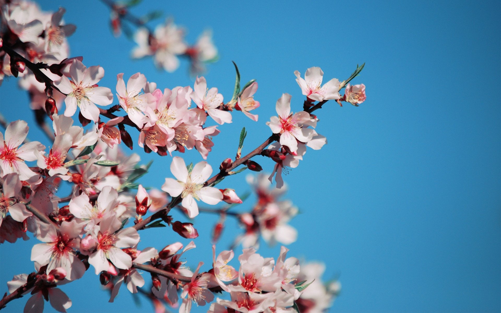 blumen kirsche sakura himmel zweige blütenblätter rosa zweig blühender baum blauer himmel frühling