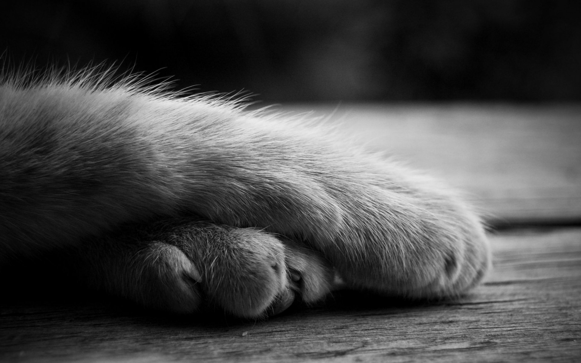 patas gatito papel pintado lana b-w género animales macro patas ternura gris blanco y negro