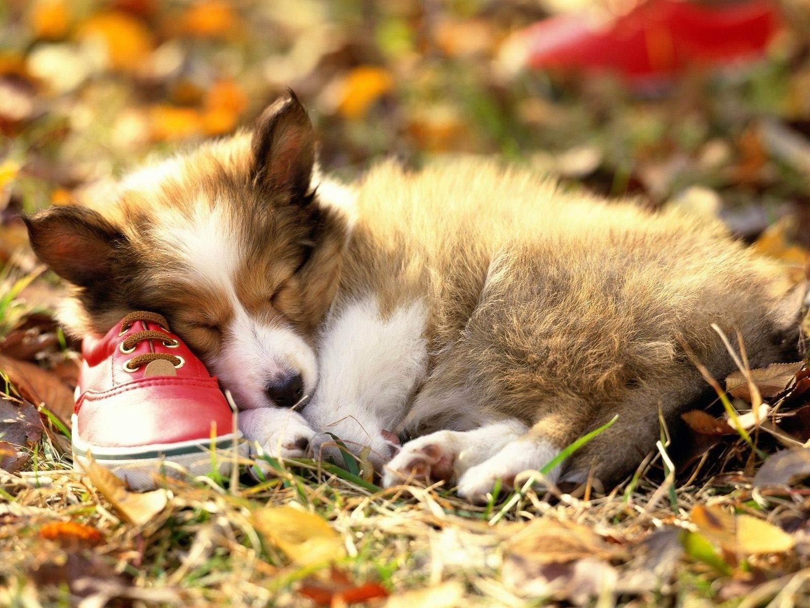 perro cachorro sueño bota hojas hierba