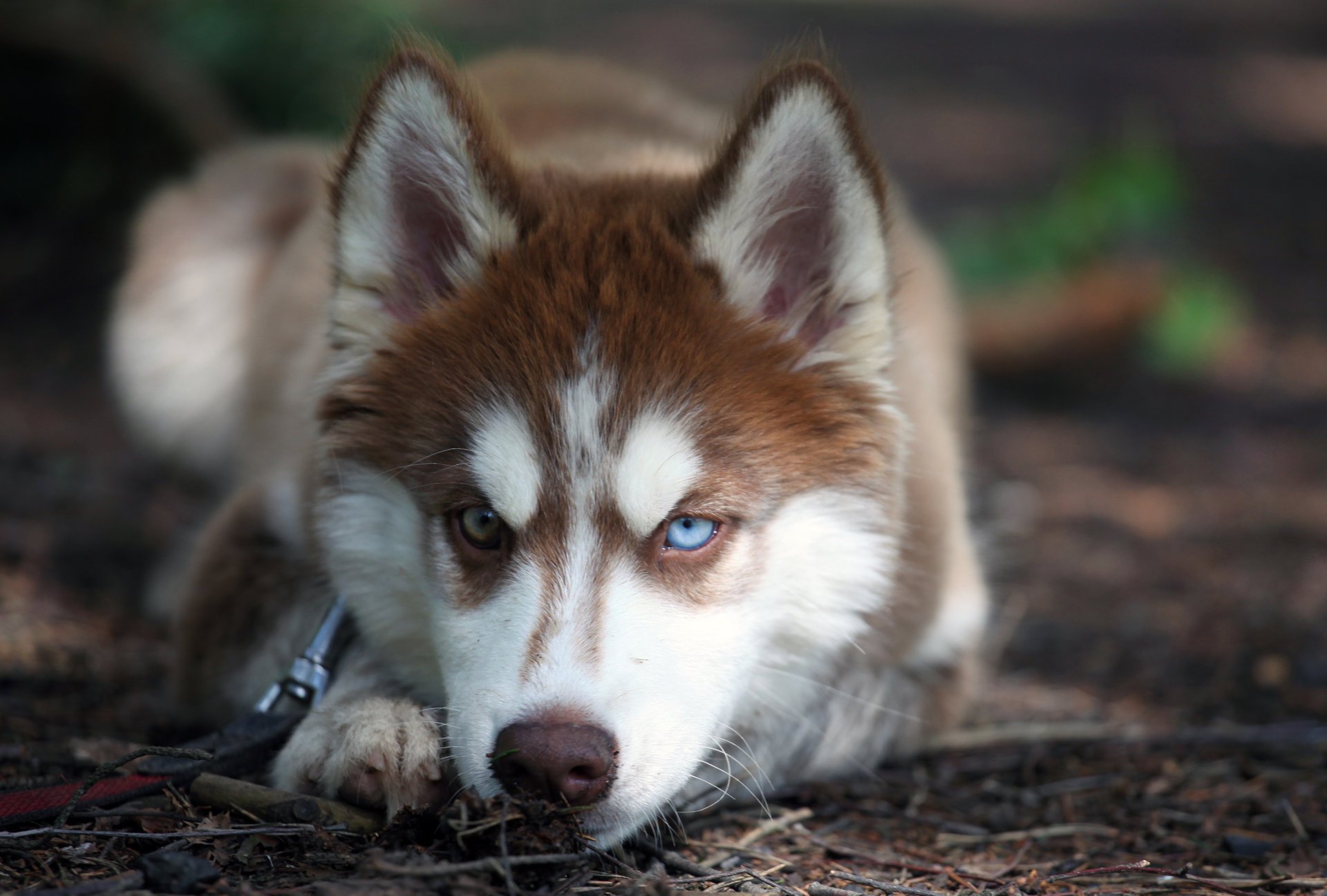 husky cane vista occhi animali muso macro