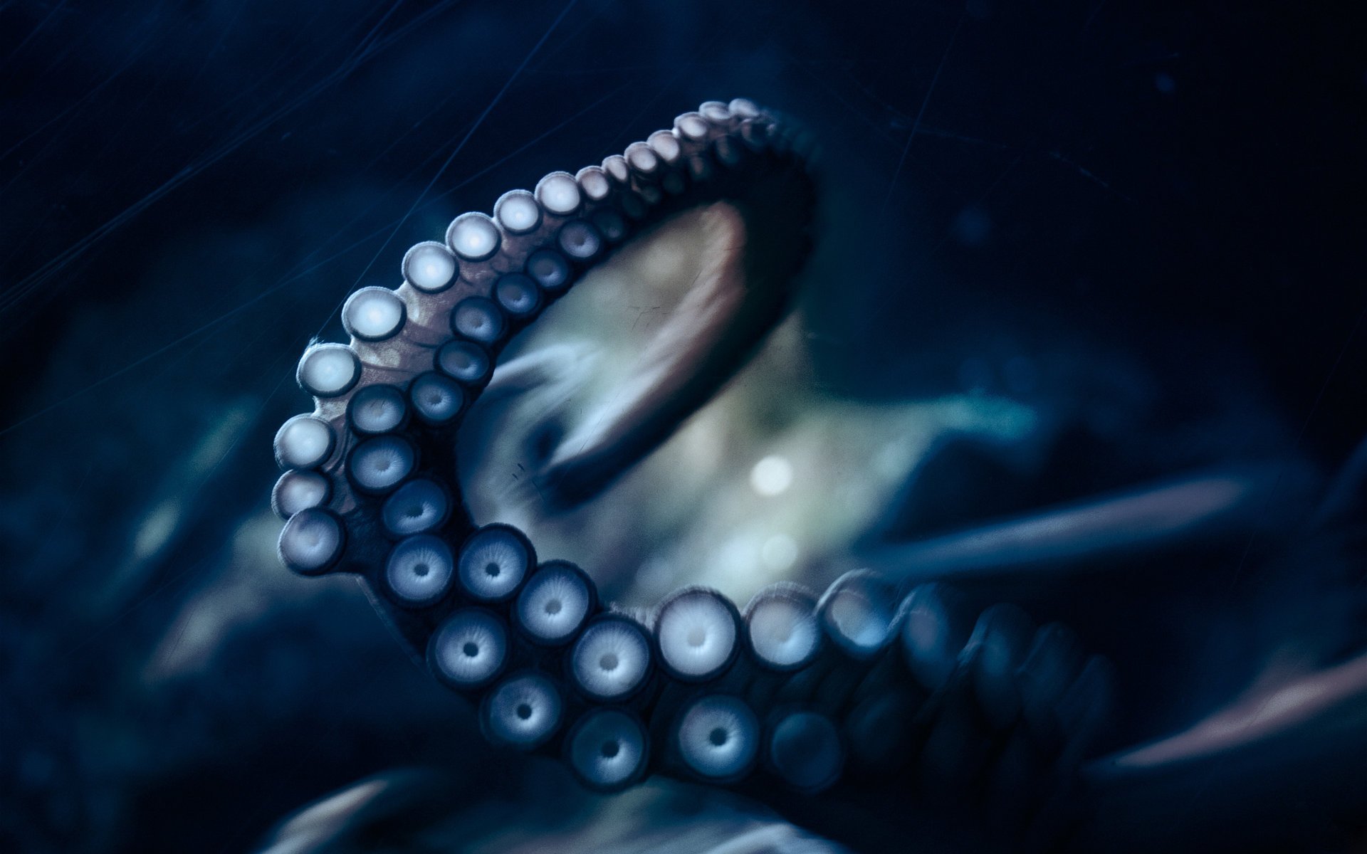 tentacolo polpo octopus uccelli acquatici mondo acquatico mondo sottomarino