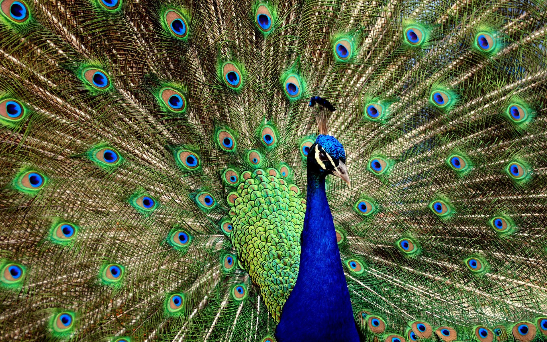 peacock bird blue multi-colored tail