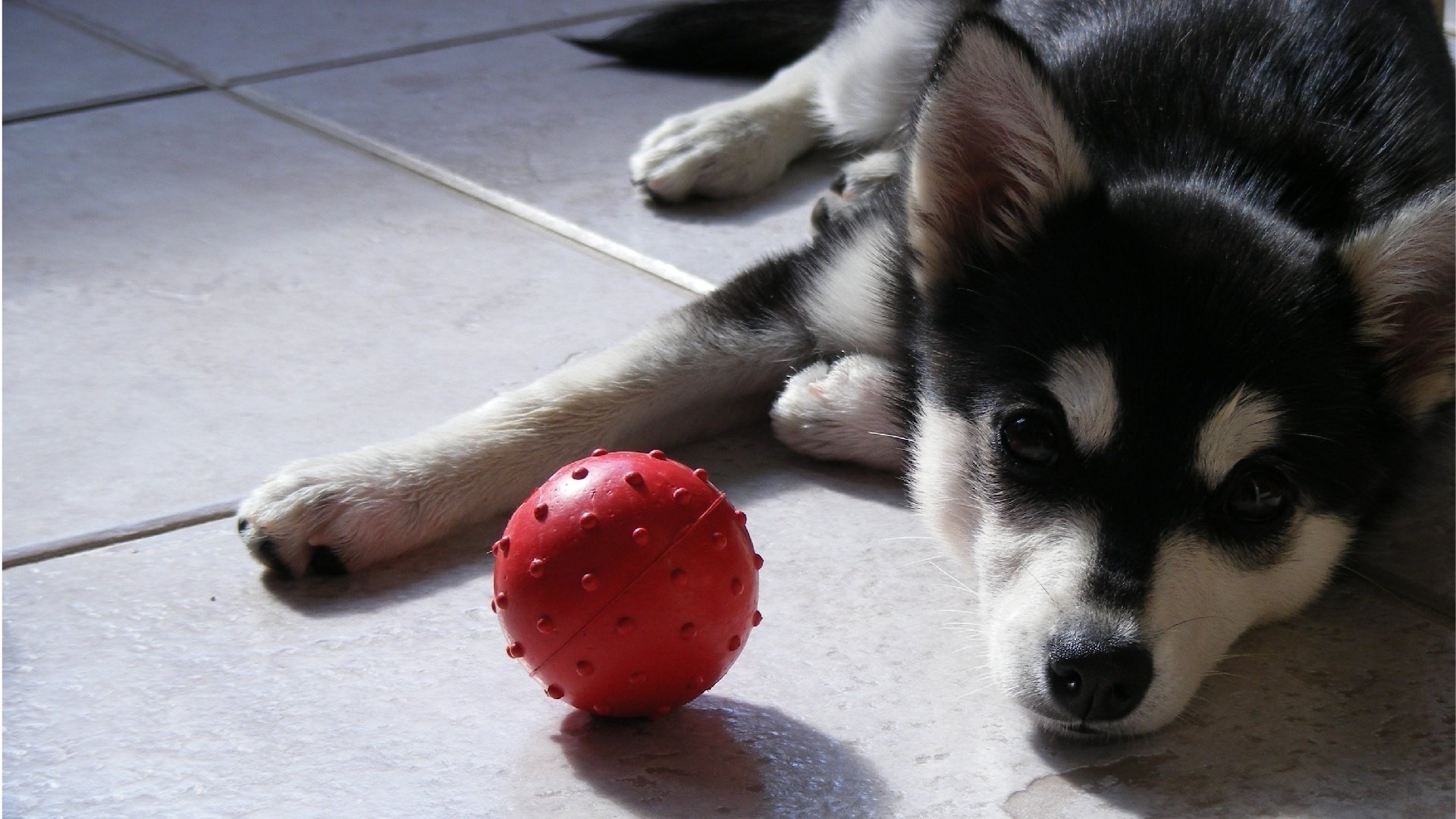 perro mirada husky cachorro perro bola bola