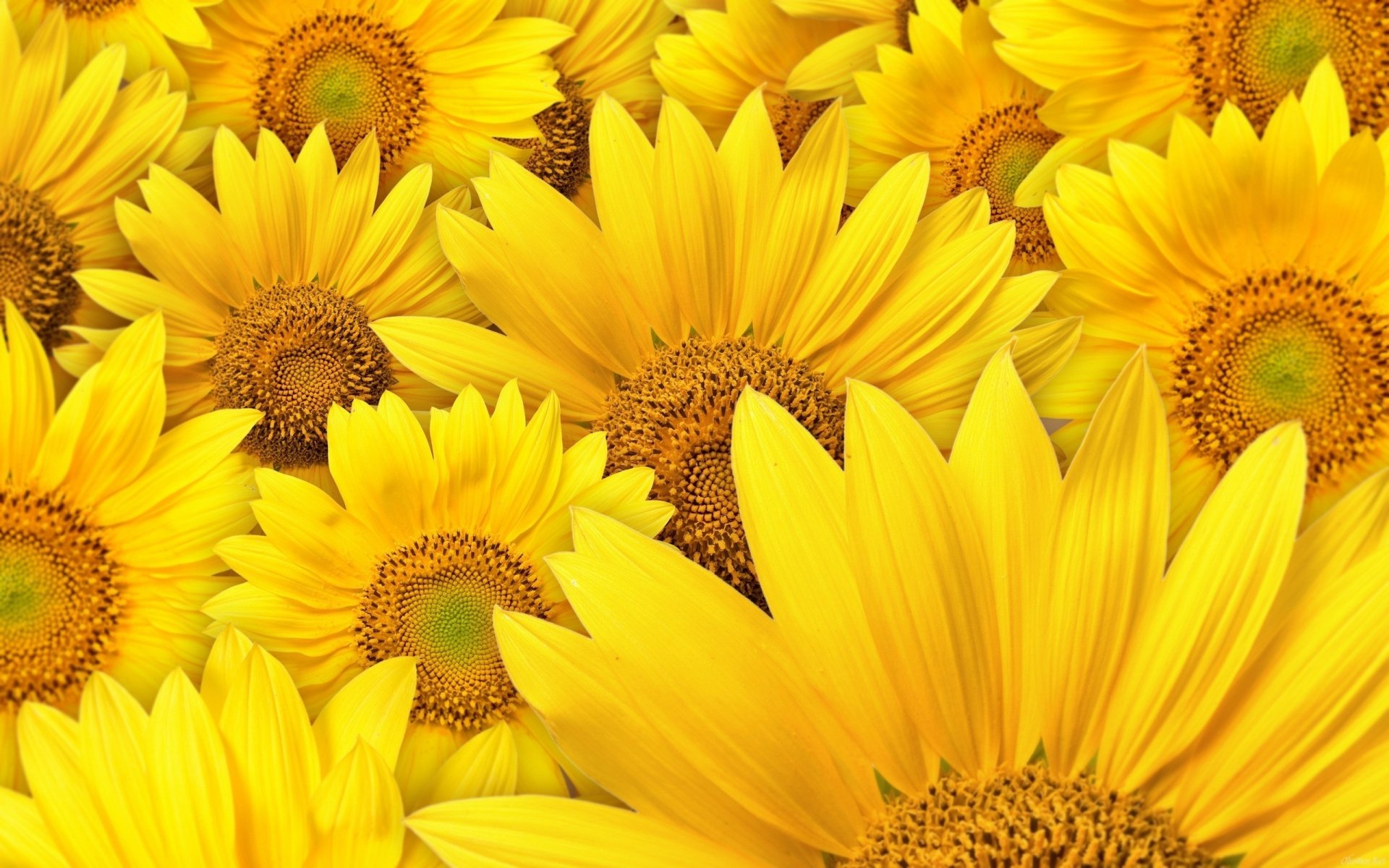 flores girasoles amarillo pétalos macro