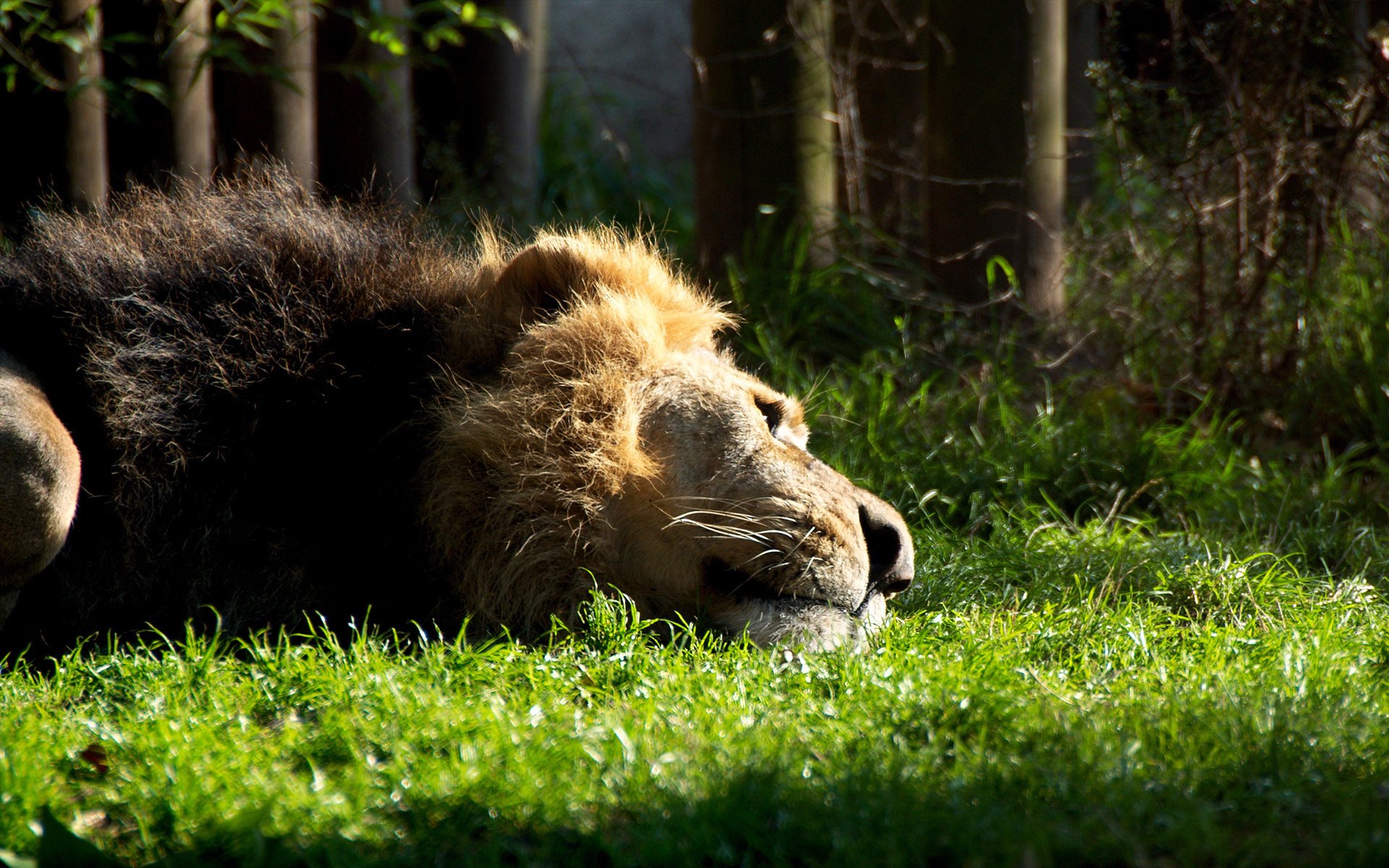 lion lying resting grass lion beast mane cat forest nature photo predator rest