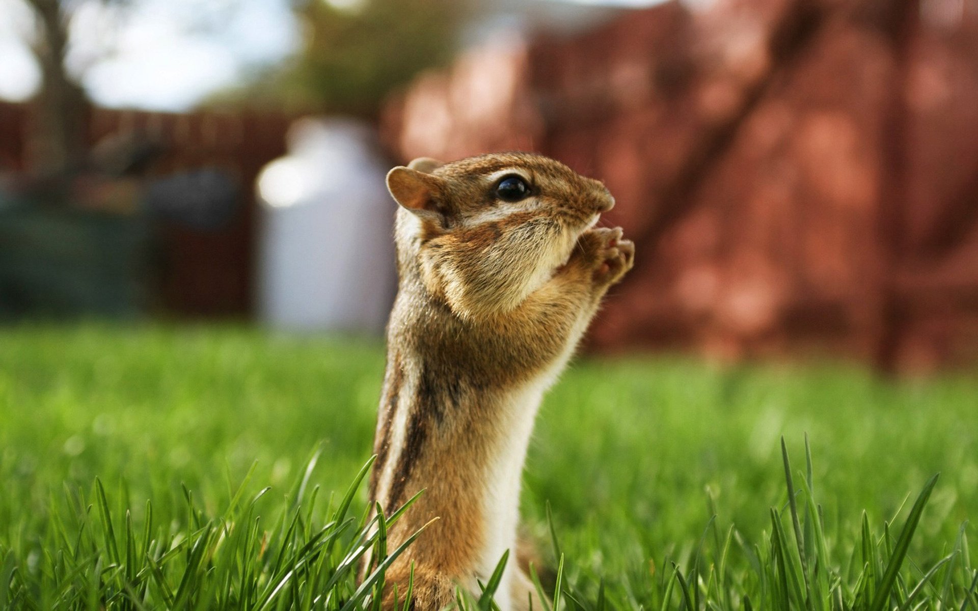 chipmunk rodent grass look