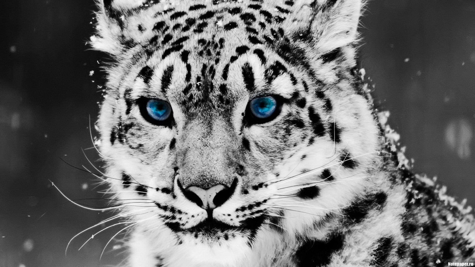 schneeleopard leopard große katze augen schnurrbart blick blaue augen schneeflocken tiere raubtiere katze makro irbis