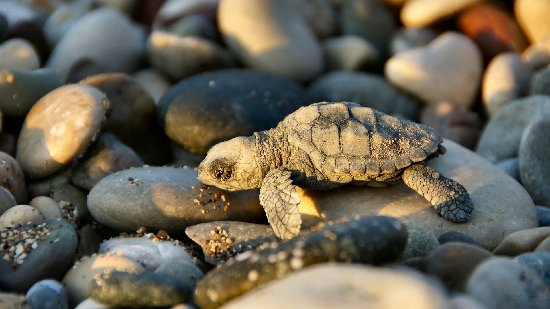 steine foto makro sonne schildkröte sonnenuntergang amphibien